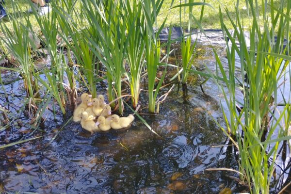 Patos no Charco (1)