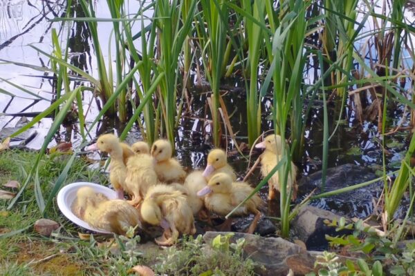 Patos no Charco (2)