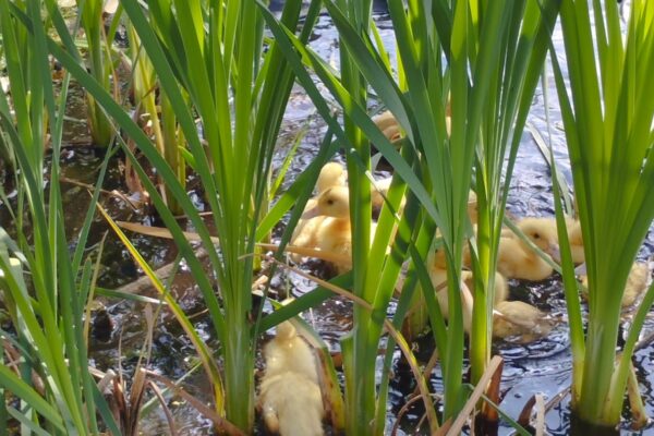 Patos no Charco (3)