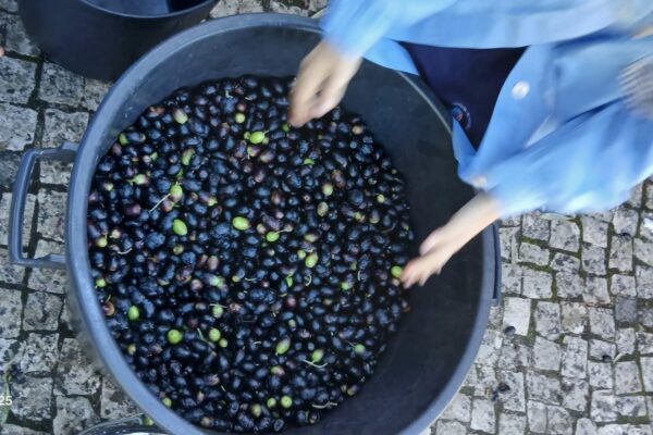 WhatsApp Image 2025-10-31 at 15.52.39 WhatsApp Image 2025-10-31 at 15.52.39