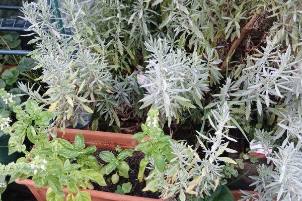 WhatsApp Image 2025-10-31 at 15.52.42 (4) WhatsApp Image 2025-10-31 at 15.52.42 (4)