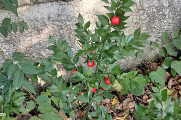 WhatsApp Image 2025-10-31 at 15.52.44 (1) WhatsApp Image 2025-10-31 at 15.52.44 (1)