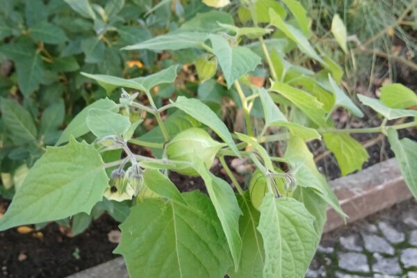 WhatsApp Image 2025-10-31 at 15.52.44 (3) WhatsApp Image 2025-10-31 at 15.52.44 (3)