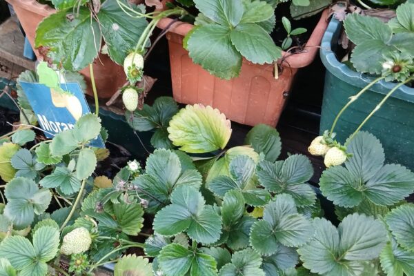 WhatsApp Image 2025-10-31 at 15.52.45 (1) WhatsApp Image 2025-10-31 at 15.52.45 (1)