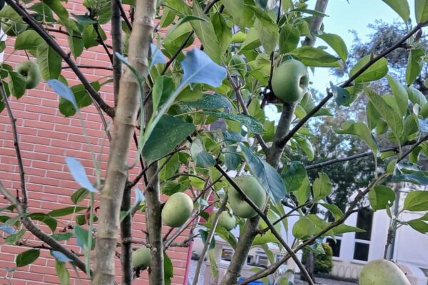 WhatsApp Image 2025-10-31 at 15.52.45 (2) WhatsApp Image 2025-10-31 at 15.52.45 (2)