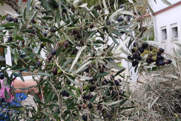 WhatsApp Image 2025-10-31 at 15.52.45 (4) WhatsApp Image 2025-10-31 at 15.52.45 (4)