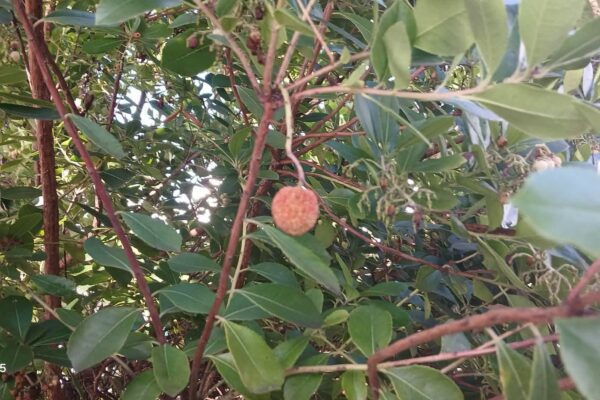 WhatsApp Image 2025-10-31 at 15.52.45 WhatsApp Image 2025-10-31 at 15.52.45