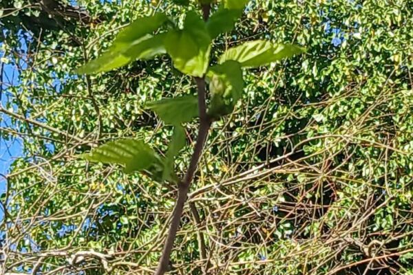 WhatsApp Image 2026-03-27 at 11.32.11