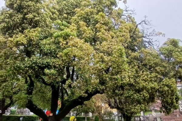 WhatsApp Image 2026-03-27 at 11.32.17