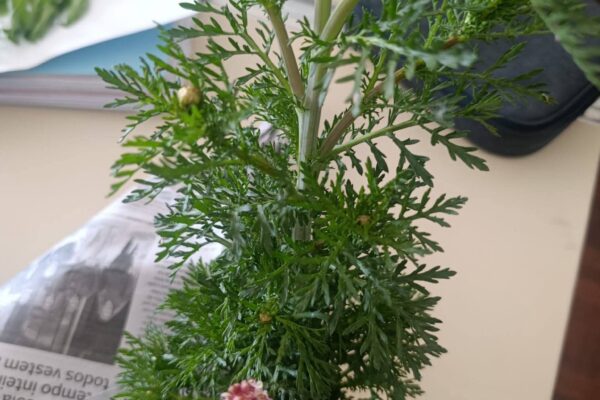 WhatsApp Image 2026-04-21 at 11.49.42 (7)